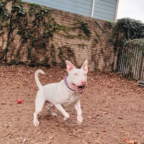 BENNIE - Bull Terrier available for adoption