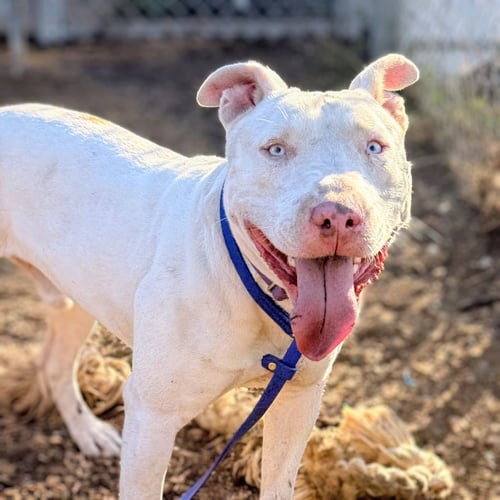 BENNIE - Bull Terrier available for adoption
