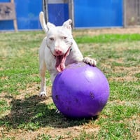Bennie - Photo 4