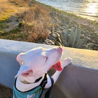 Bennie - Photo 8