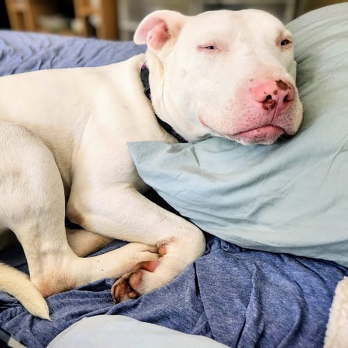 BENNIE - Bull Terrier for adoption in Hayward