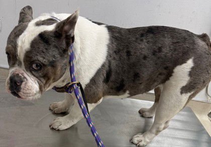 STRING CHEESE - Pit Bull Terrier / French Bulldog available for adoption