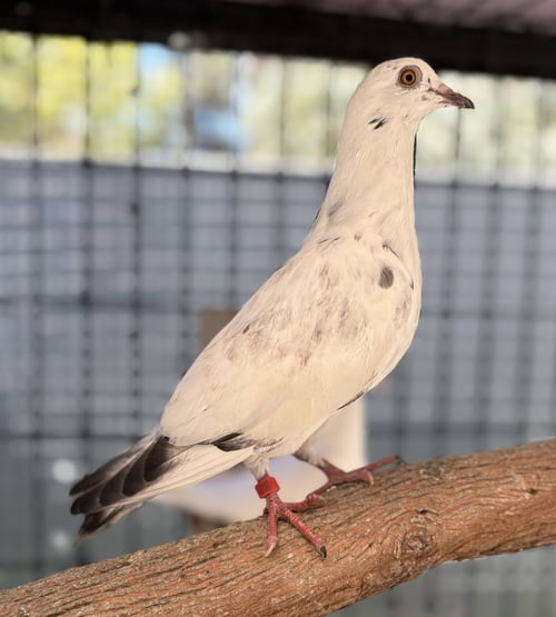 MAGPIE - Pigeon available for adoption