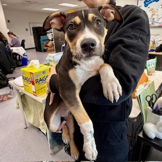 HUEY NEWTON - Pit Bull Terrier available for adoption