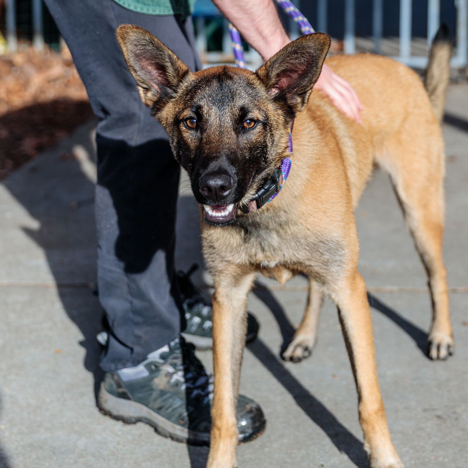 AKIO - Belgian Shepherd Malinois available for adoption