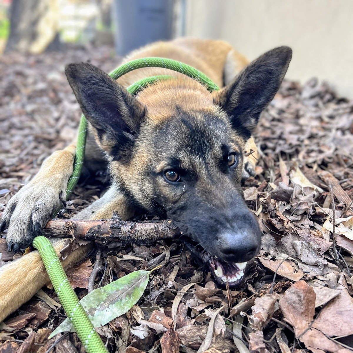 AKIO - Belgian Shepherd Malinois available for adoption