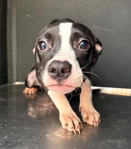 TILLY - Pit Bull Terrier available for adoption