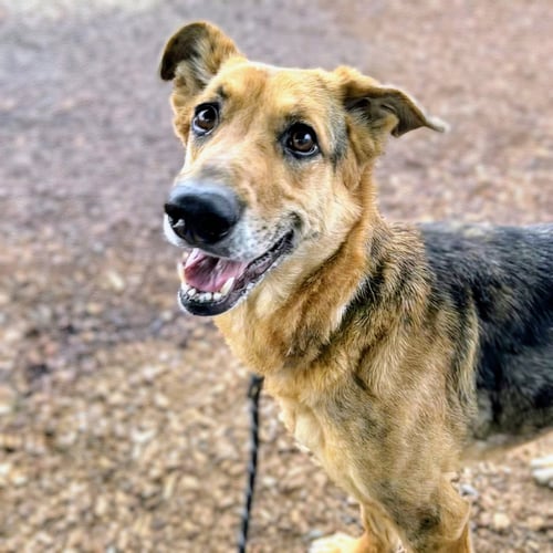 LINDSEY - German Shepherd Dog available for adoption