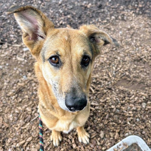 LINDSEY - German Shepherd Dog available for adoption