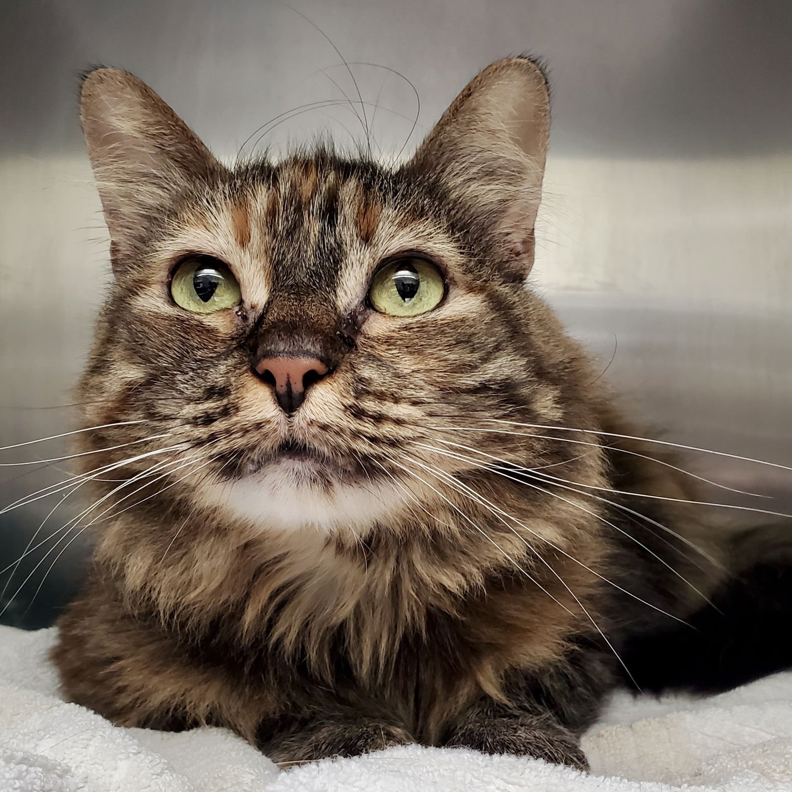 NALA - Domestic Long Hair available for adoption