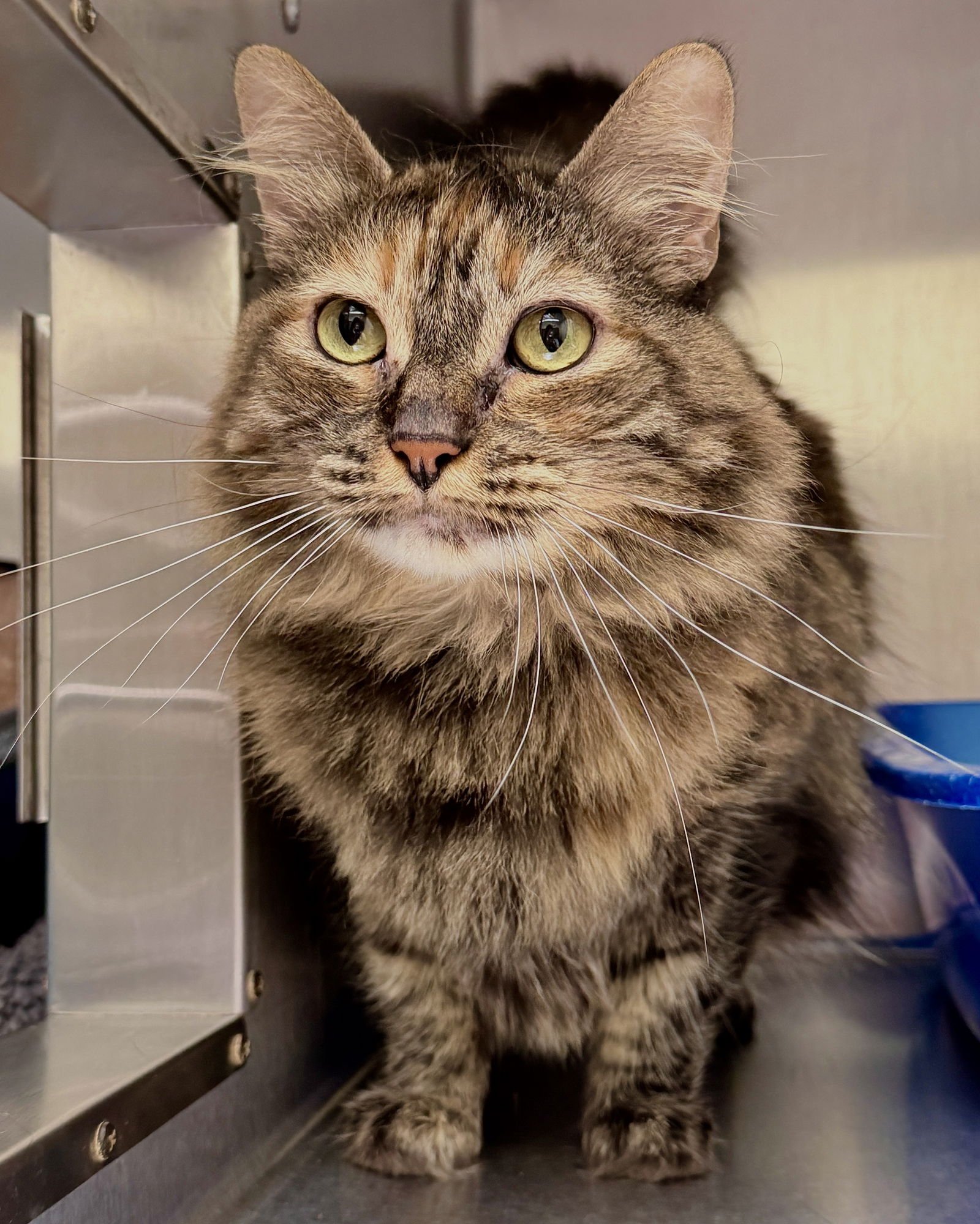 NALA - Domestic Long Hair available for adoption