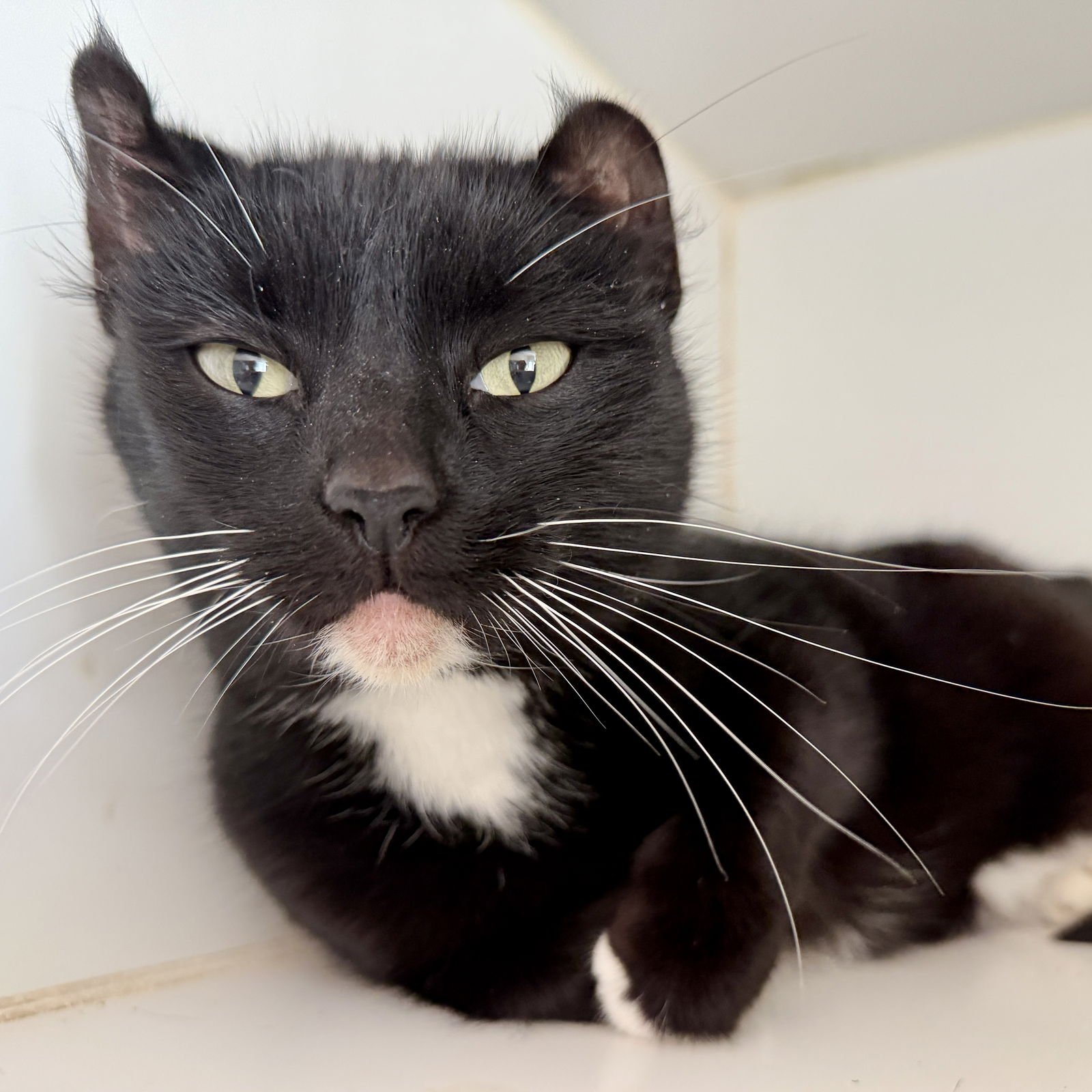 BEYONCE - Domestic Short Hair available for adoption