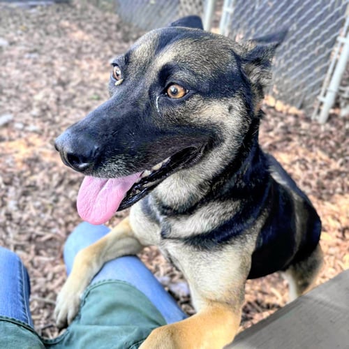 SOPHIE - German Shepherd Dog available for adoption