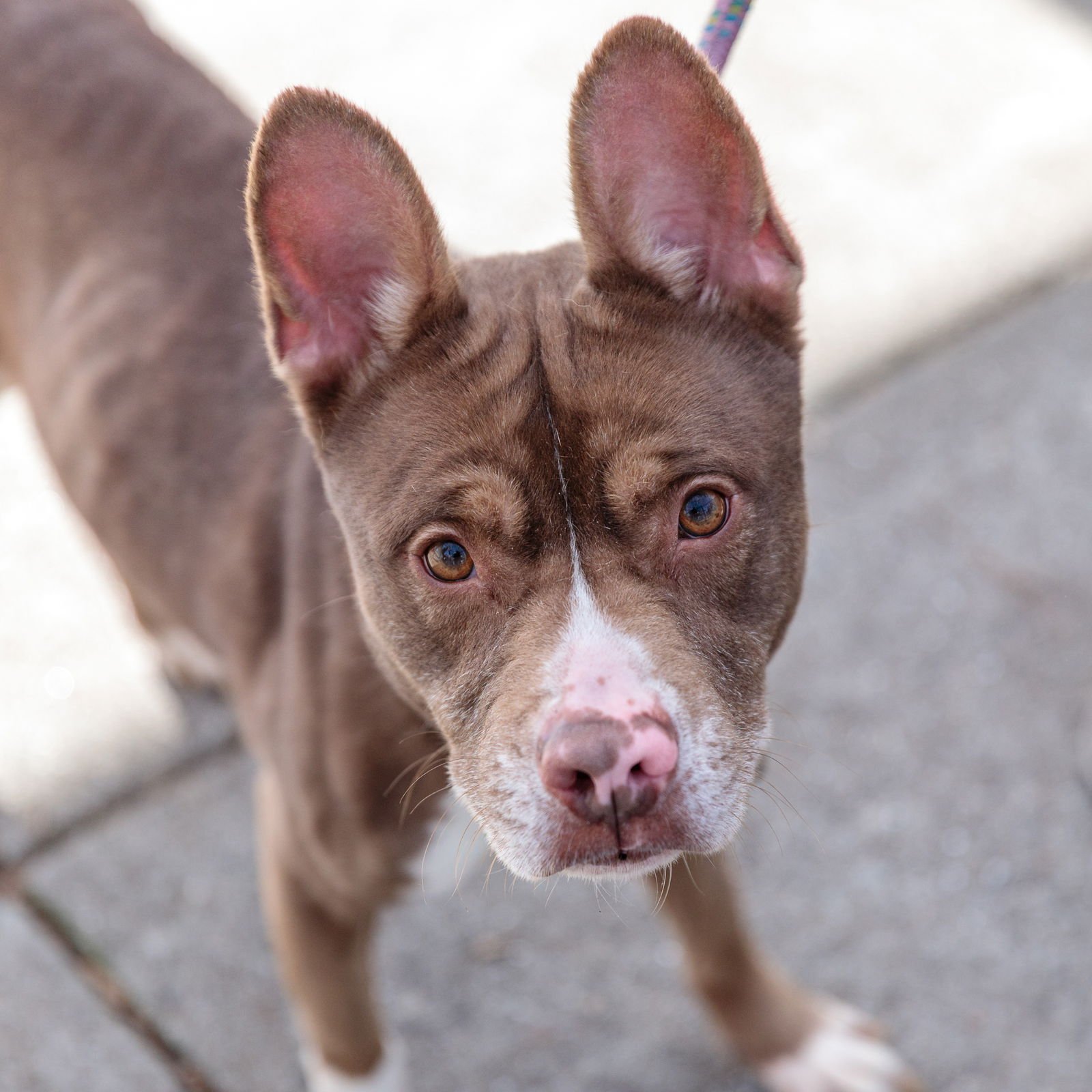 RORY - Pit Bull Terrier available for adoption