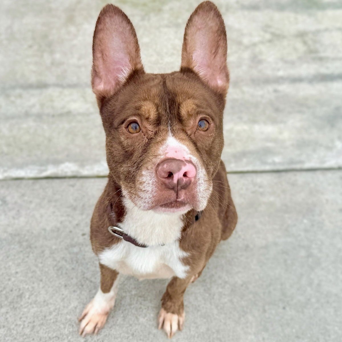 RORY - Pit Bull Terrier available for adoption