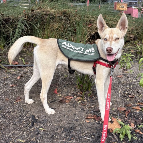 BLINKER - Unknown available for adoption
