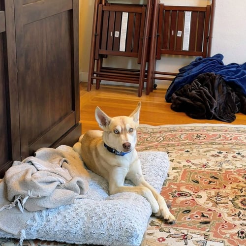 BLINKER - Unknown available for adoption