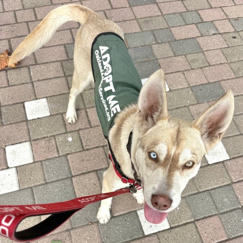BLINKER - Unknown available for adoption