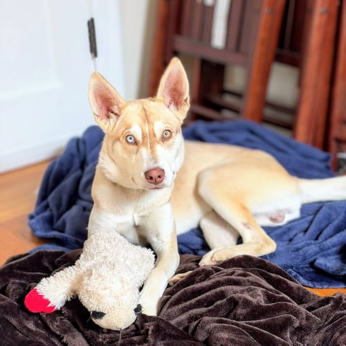 BLINKER - Unknown available for adoption