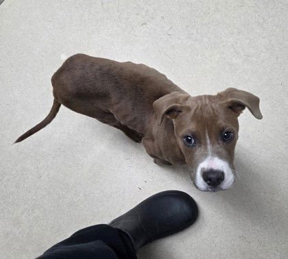 PASTRAMI - Pit Bull Terrier available for adoption