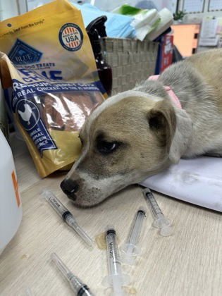 MARZY - American Pit Bull Terrier available for adoption