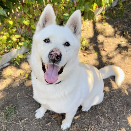 TRUDY - Husky available for adoption