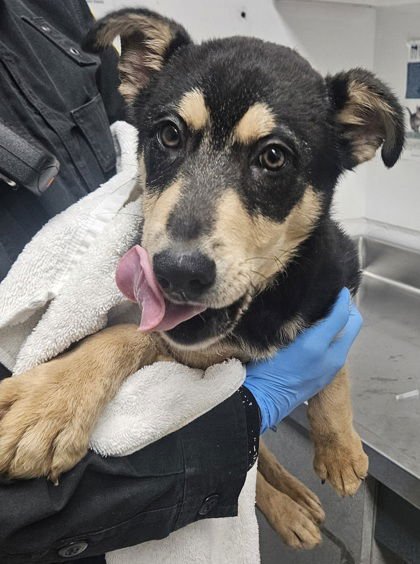 LEON - Shepherd available for adoption