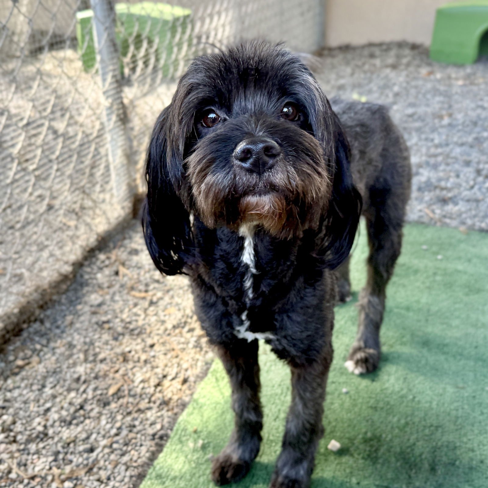 WALDEN - Terrier available for adoption