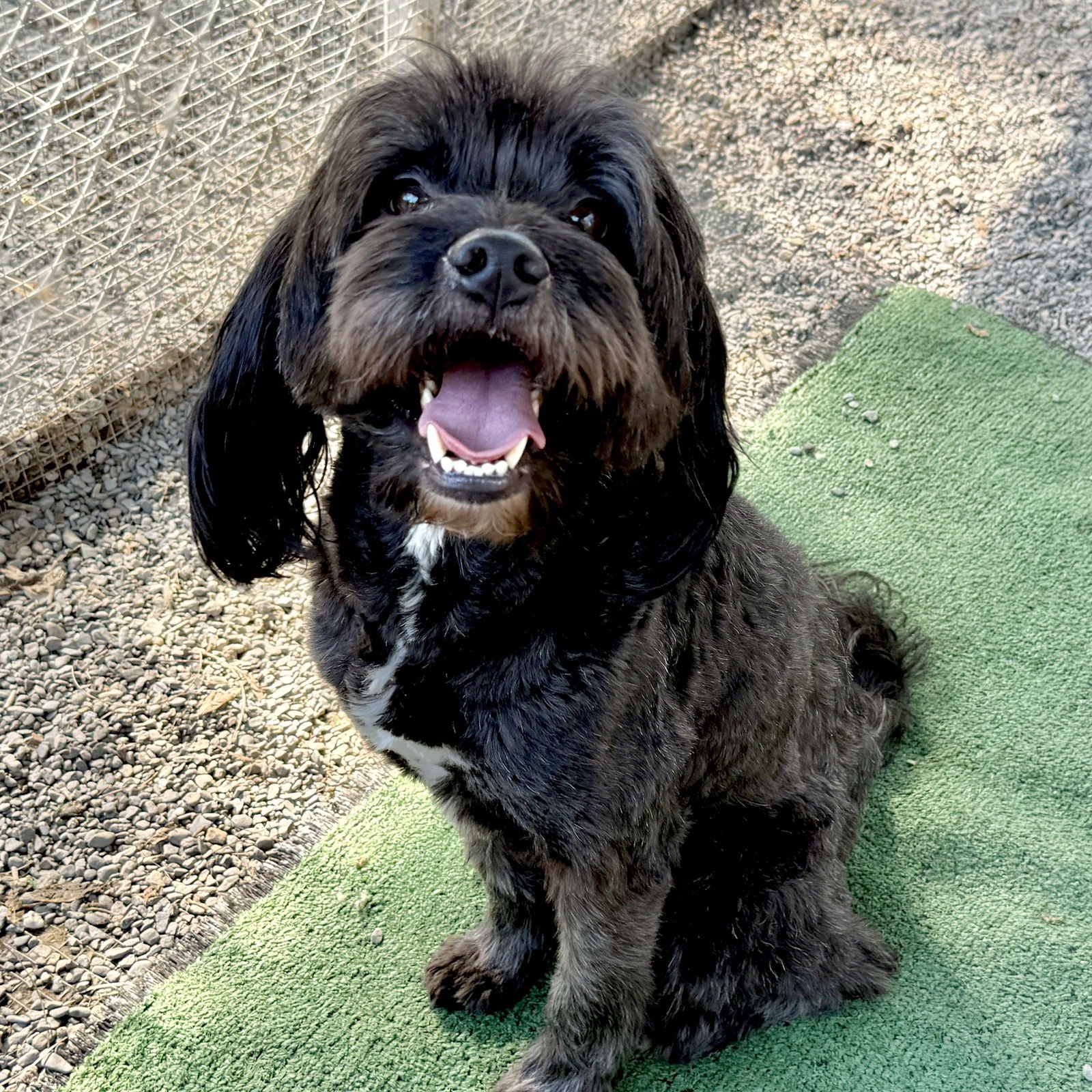WALDEN - Terrier available for adoption
