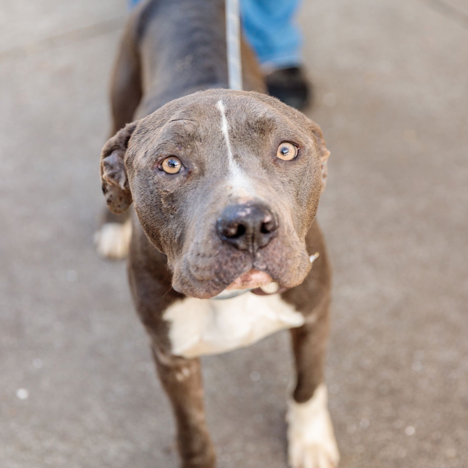NUBBINS - Pit Bull Terrier available for adoption