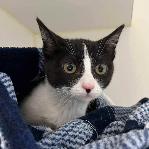 TRIXIE - Domestic Short Hair available for adoption