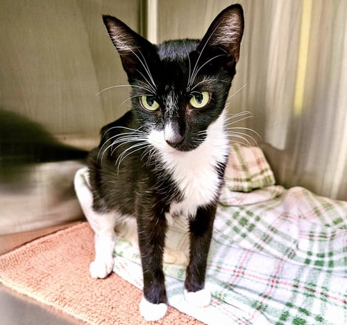PENELOPE - Domestic Short Hair available for adoption