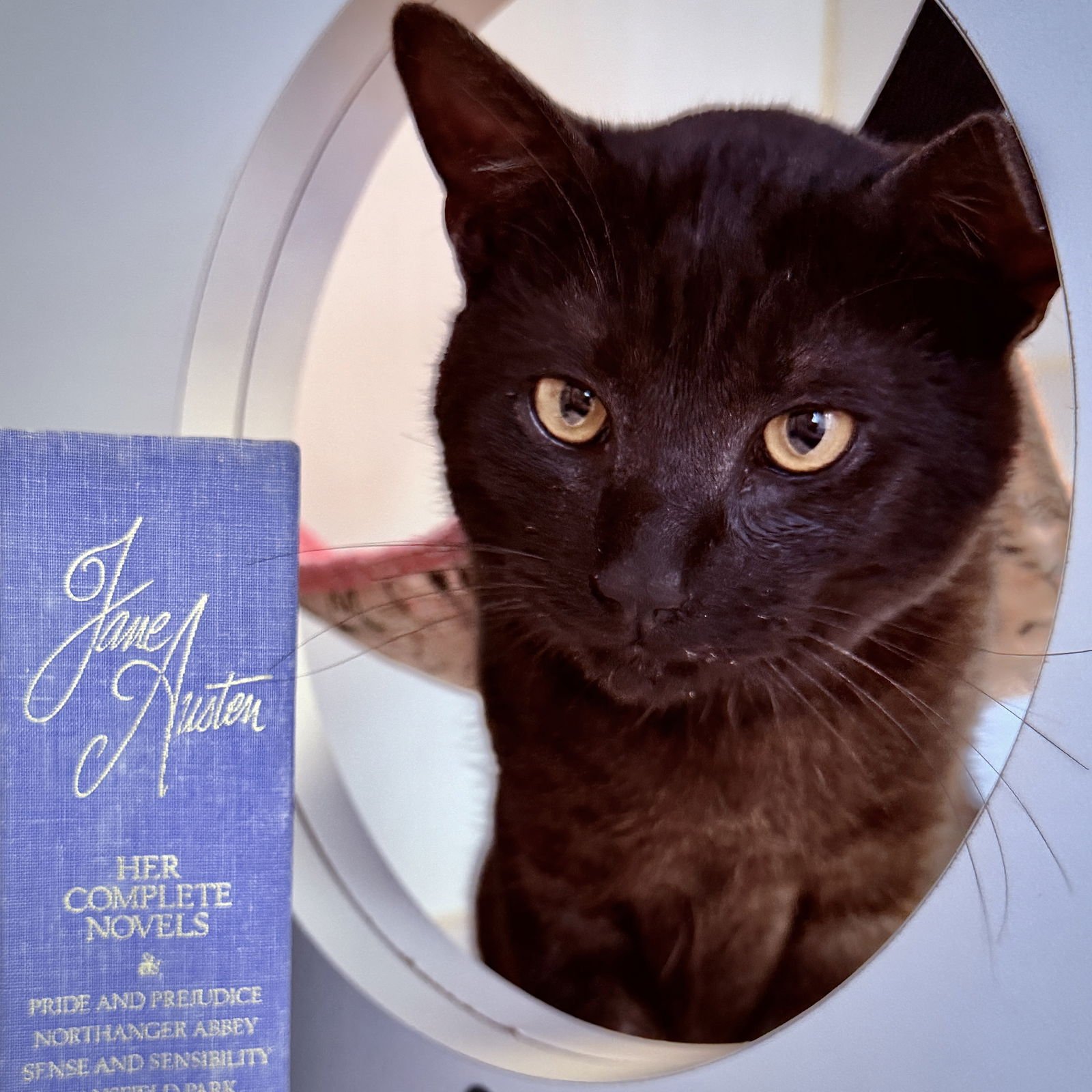 MR. DARCY - Domestic Short Hair available for adoption