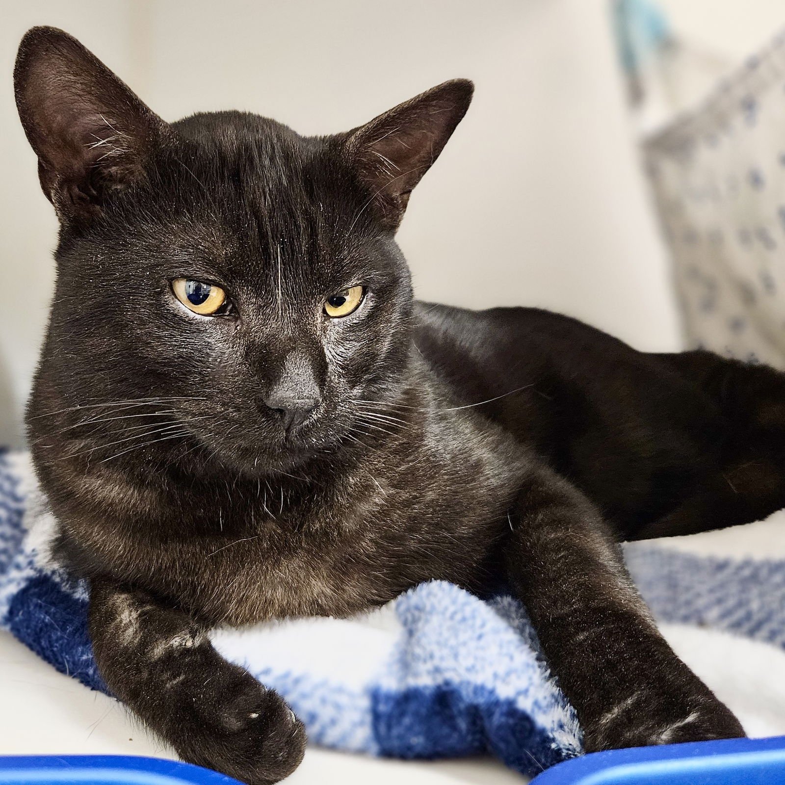 MR. DARCY - Domestic Short Hair available for adoption