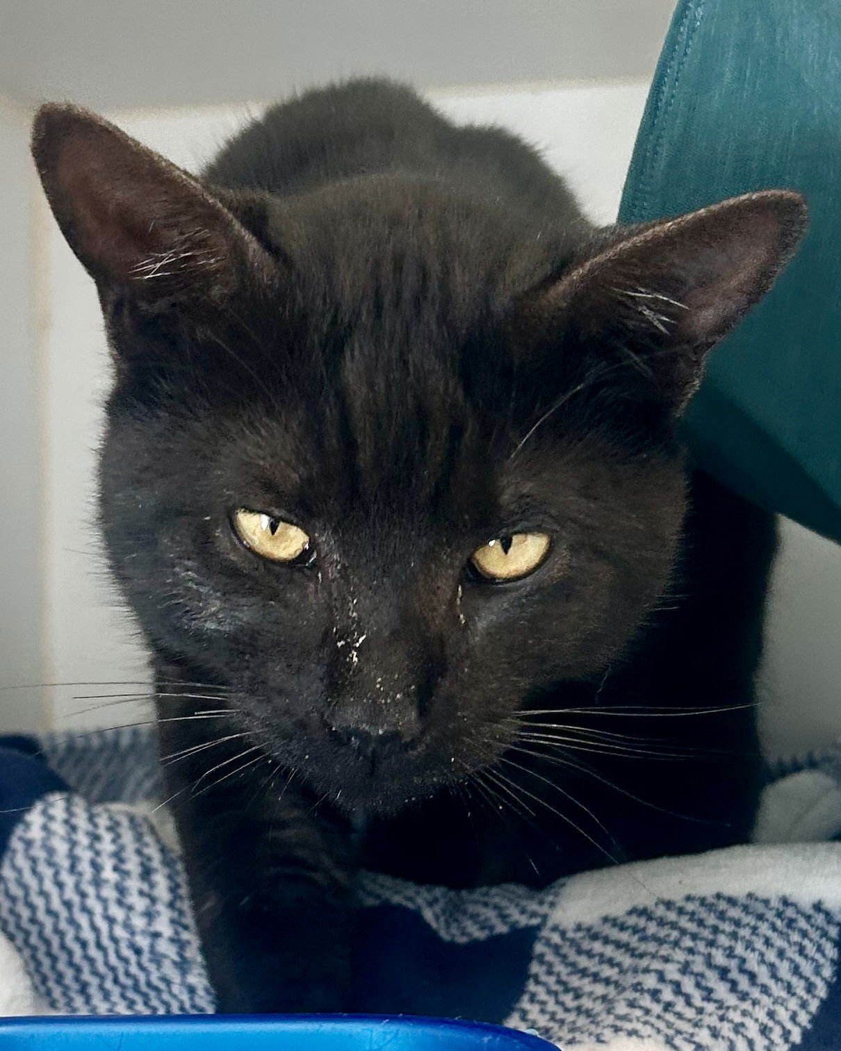 Mr. Darcy - Photo 12