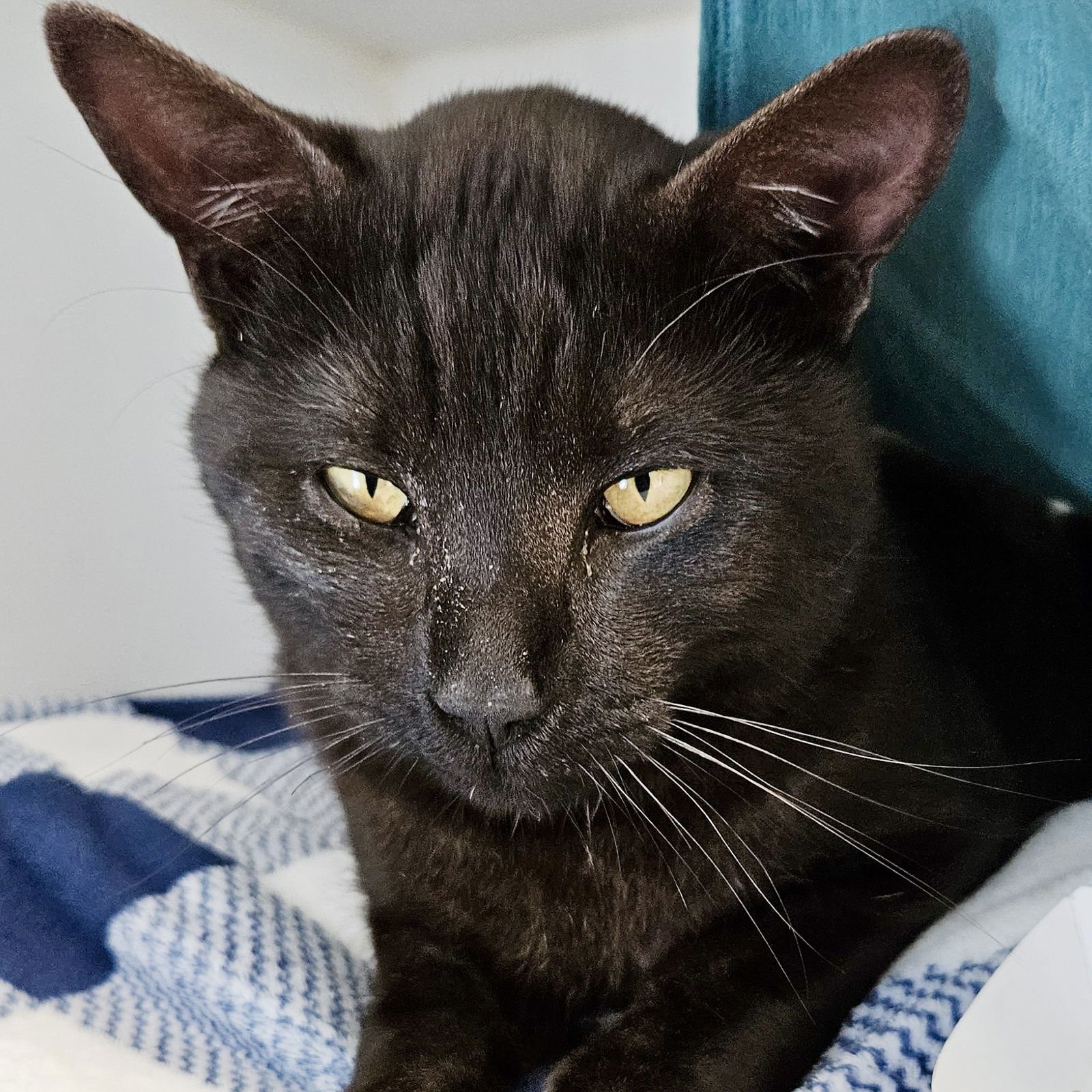 Mr. Darcy - Photo 10