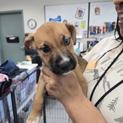 UNIQUA - Pit Bull Terrier / Husky available for adoption