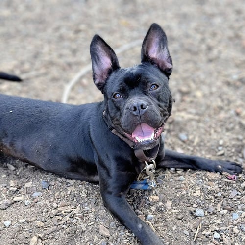 CUBBY - Bulldog available for adoption