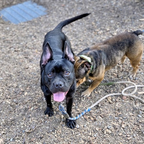 CUBBY - Bulldog available for adoption