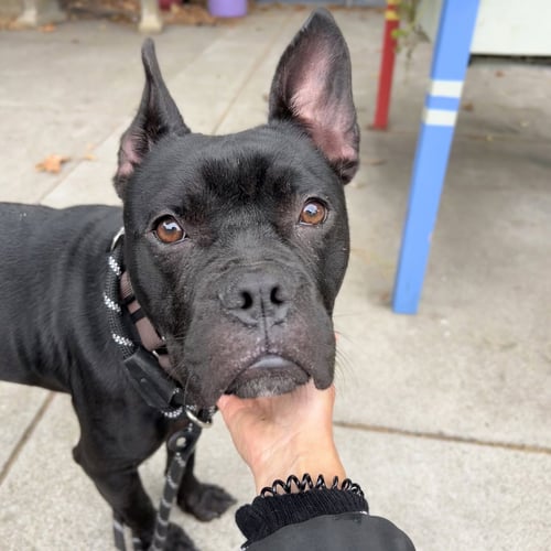 CUBBY - Bulldog available for adoption