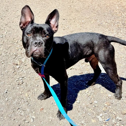 CUBBY - Bulldog available for adoption