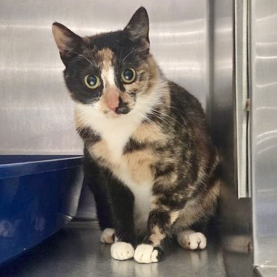 RAMONA - Domestic Short Hair available for adoption