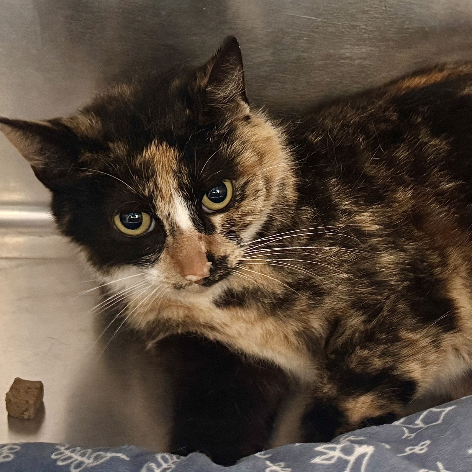 RAMONA - Domestic Short Hair available for adoption