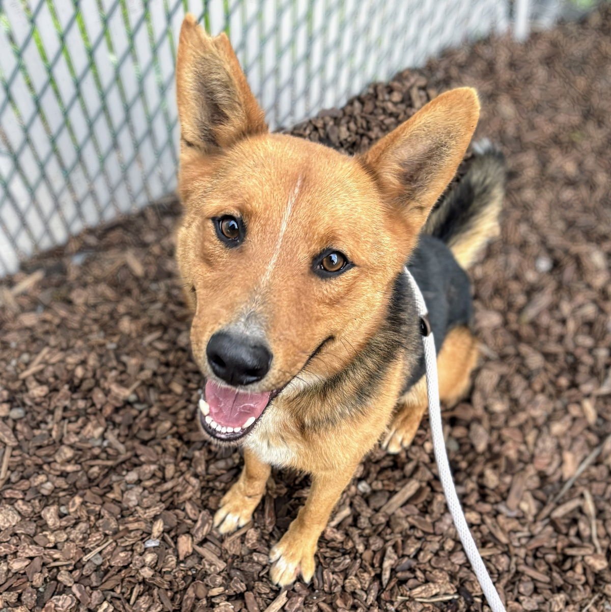 THOMAS - German Shepherd Dog / Australian Cattle Dog/Blue Heeler available for adoption