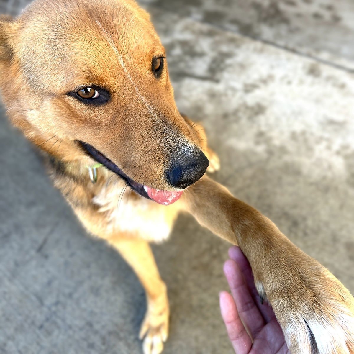 THOMAS - German Shepherd Dog / Australian Cattle Dog/Blue Heeler available for adoption