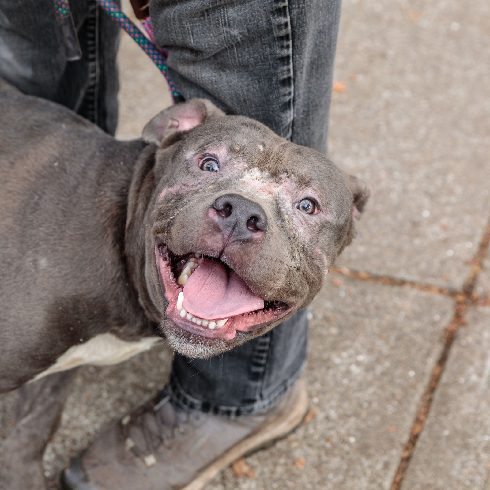 DAVEY - American Pit Bull Terrier available for adoption