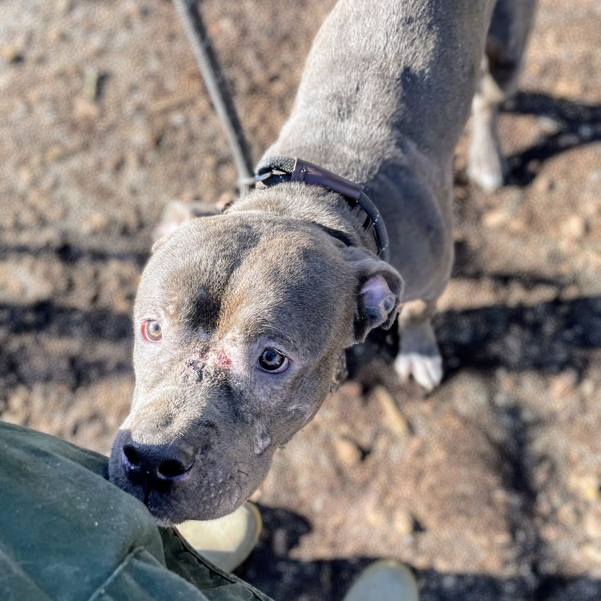 DAVEY - American Pit Bull Terrier available for adoption