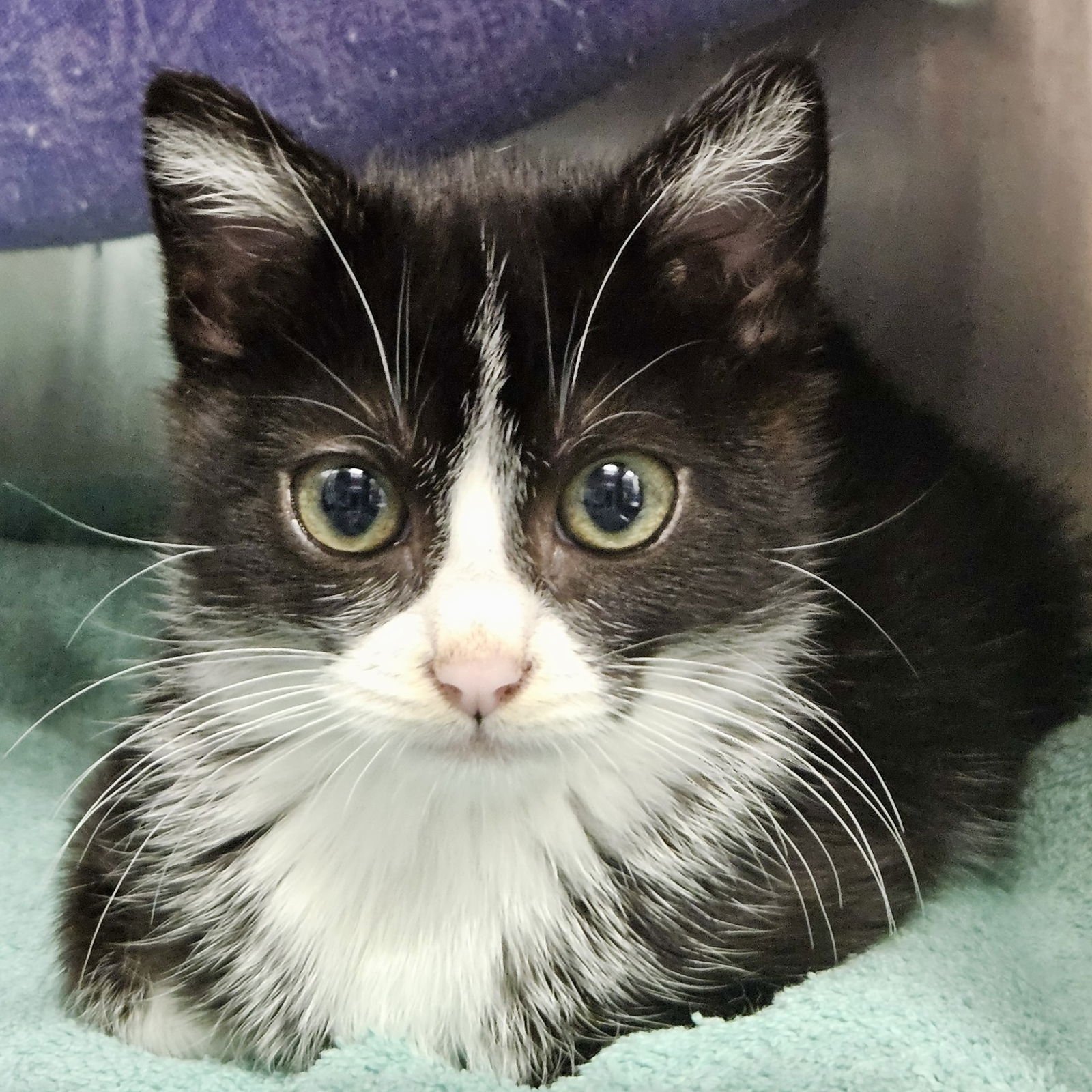 NANCY (BONDED W/SID) - Domestic Short Hair available for adoption