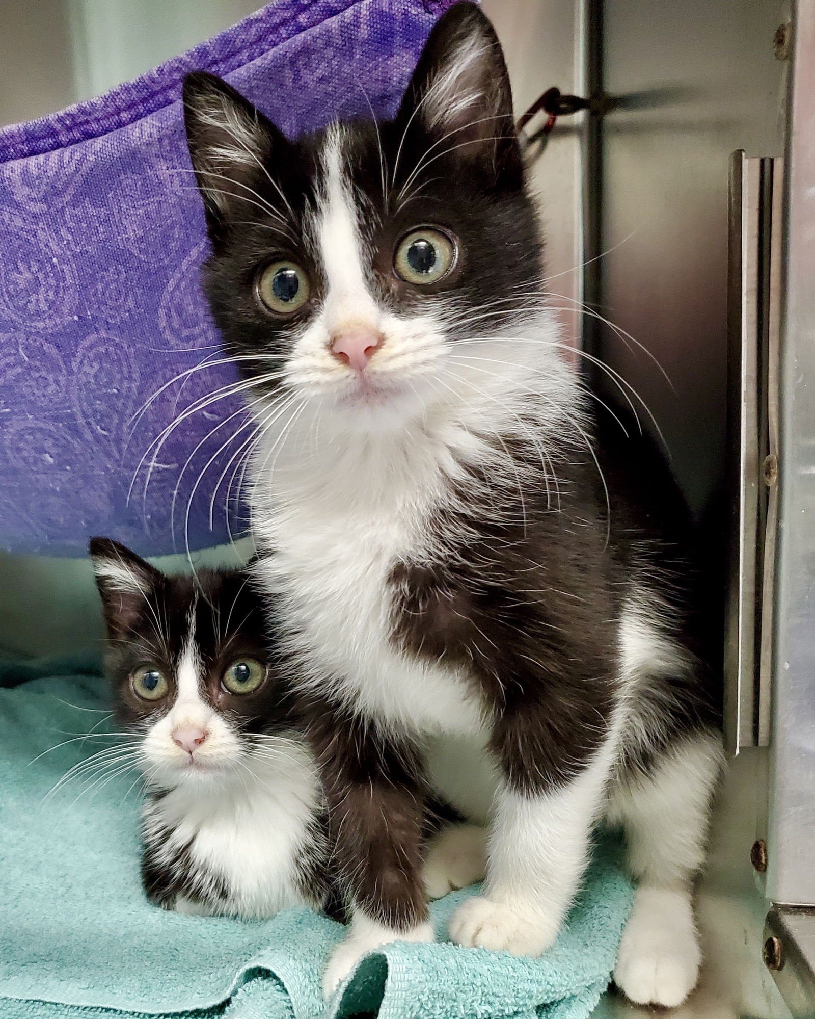 NANCY (BONDED W/SID) - Domestic Short Hair available for adoption