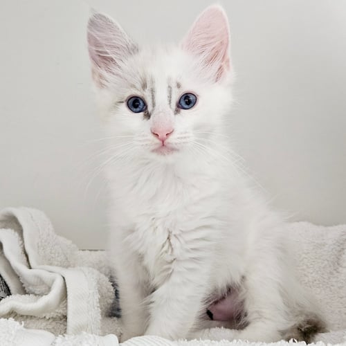 WAFFLES (BONDED W/ BLANKET) - Domestic Short Hair available for adoption